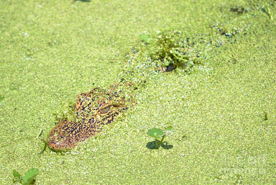 Gators eye Color Photograph by Kathy Gibbons - Pixels