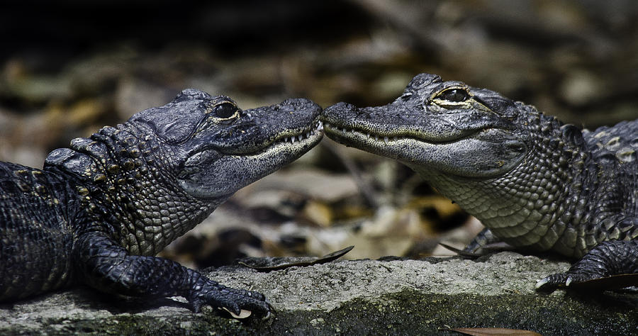 Gators Face Off Photograph By Jay Droggitis 