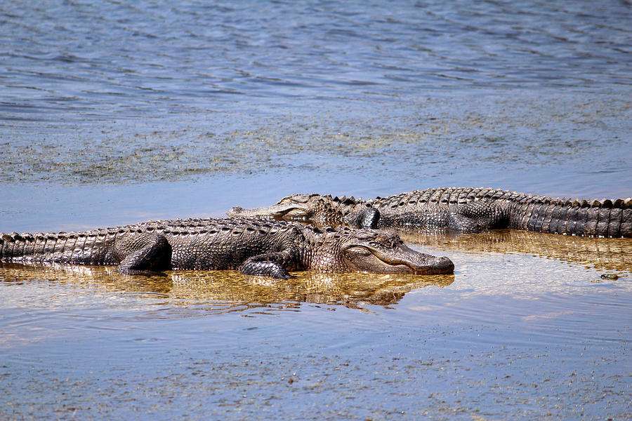 Gators Napping Photograph by Cynthia Guinn