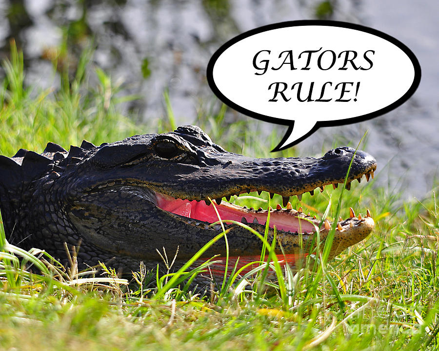 GATORS RULE Greeting Card Photograph by Al Powell Photography USA