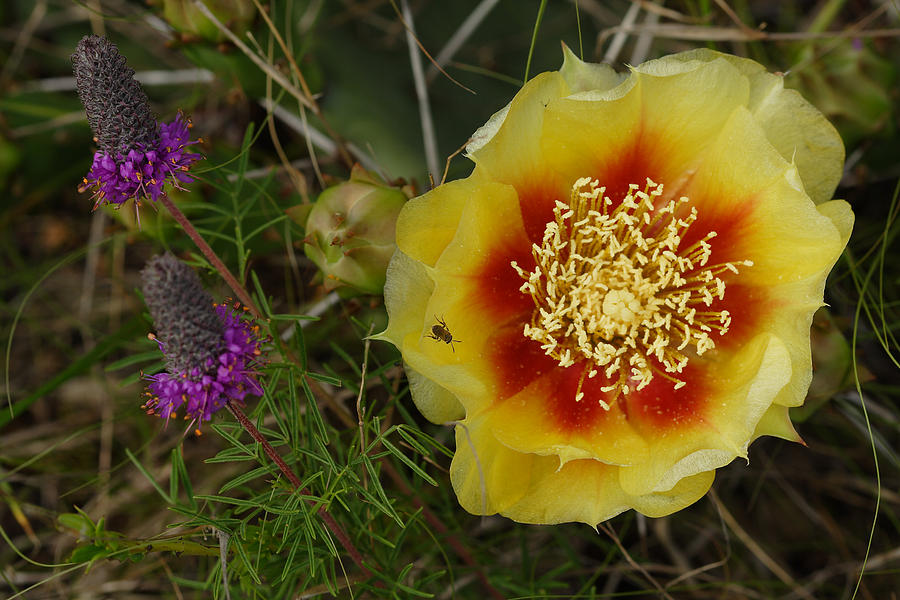 Gattingers Prairie Clover And Prickly Pear Flower Photograph by Daniel Reed