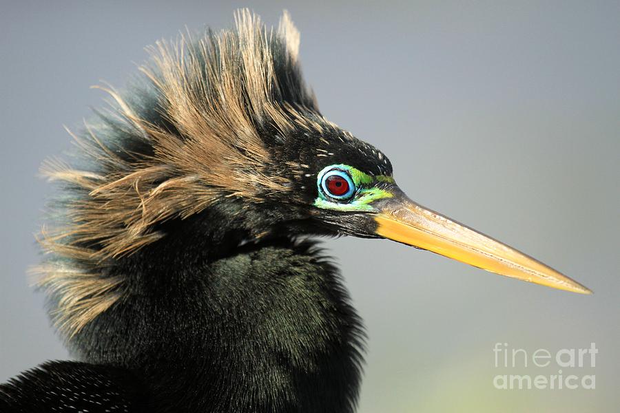 Everglades National Park Photograph - Gaudy Eyes by Adam Jewell