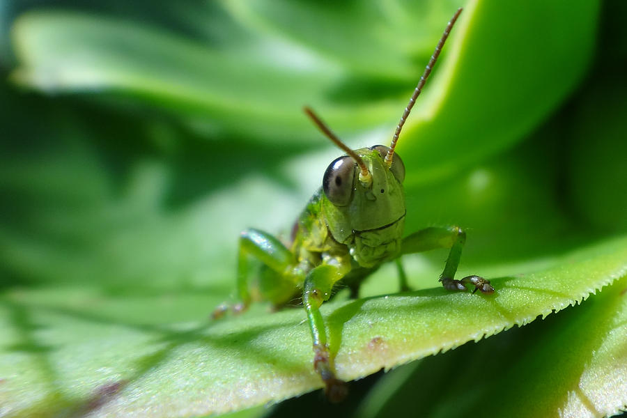 Gaudy grasshopper Photograph by Marcus Klockare - Fine Art America