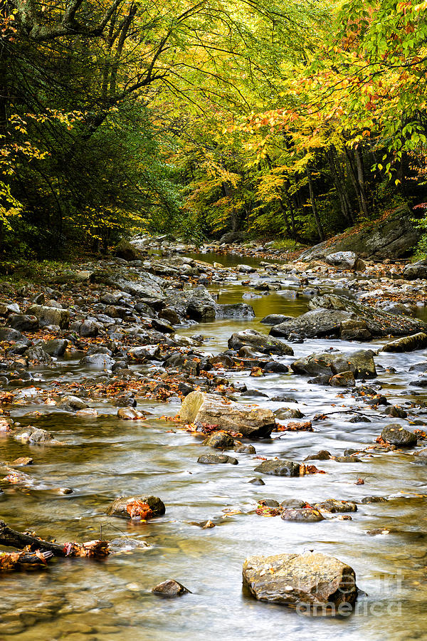 Fall Photograph - Gauley River Headwaters by Thomas R Fletcher