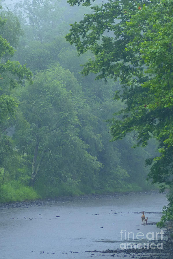 Gauley River Summer Rain Photograph by Thomas R Fletcher