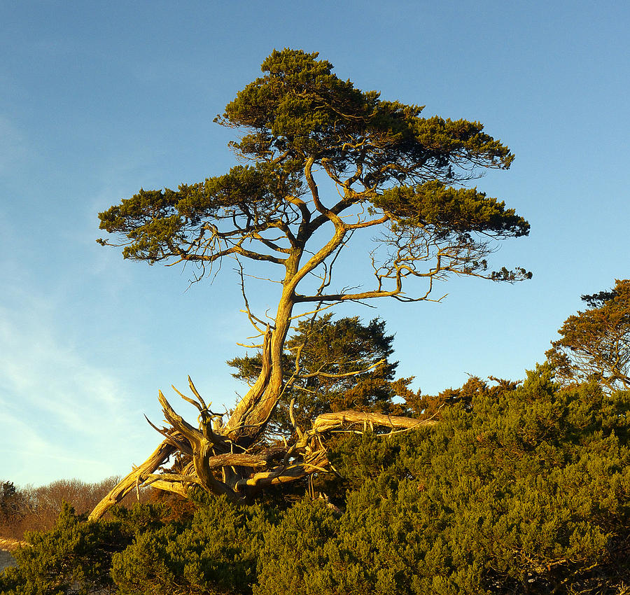 Gaunt Dune Tree Photograph by Frank Winters