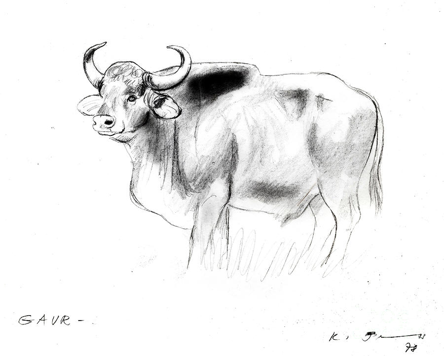 Gaur - Bos Gaurus Drawing by Kurt Tessmann