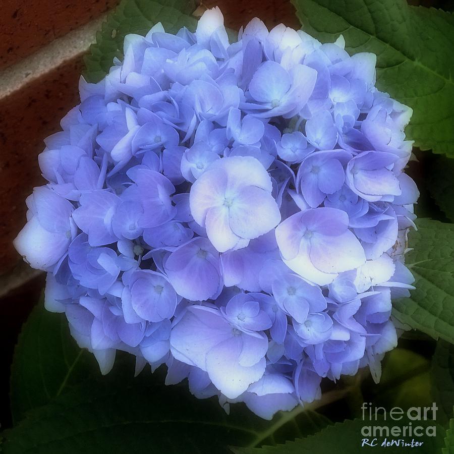 Flower Photograph - Gauzy Blues by RC DeWinter