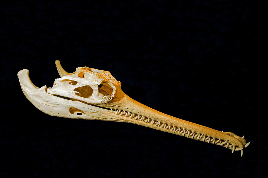 Gavial Skull Photograph by Millard H. Sharp