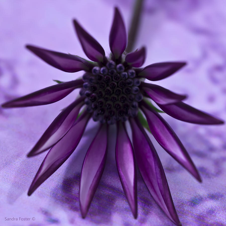 Flowers Still Life Photograph - Gazania Flower Macro - Lavender Background  by Sandra Foster