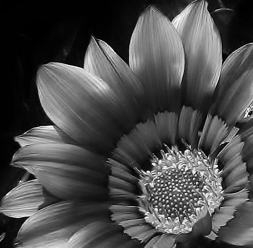 Gazania in Black and White Photograph by Bruce Bley