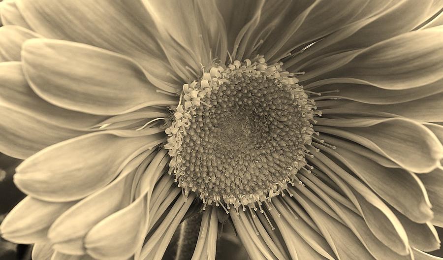 Gazania in Sepia Photograph by Bruce Bley