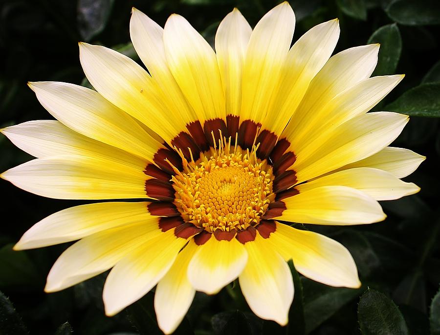 Gazania of a Different Colors Photograph by Bruce Bley