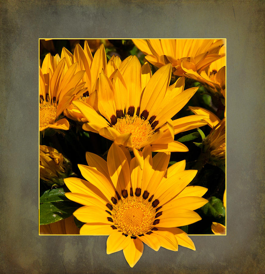 Gazania Out of Frame Photograph by Cindy Haggerty