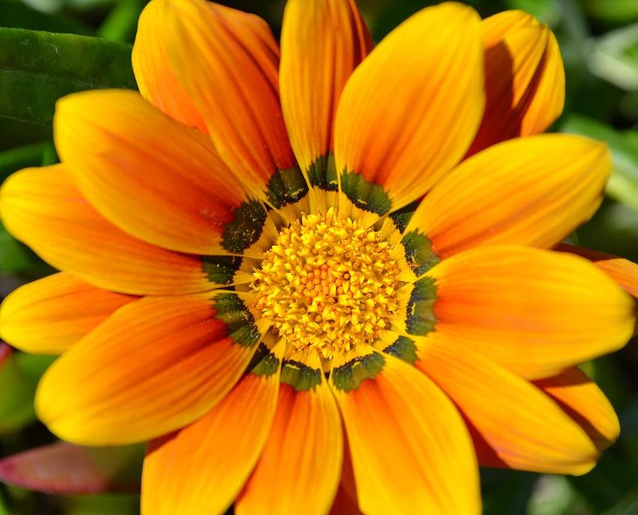 Gazania Photograph by Tai Kmak - Fine Art America