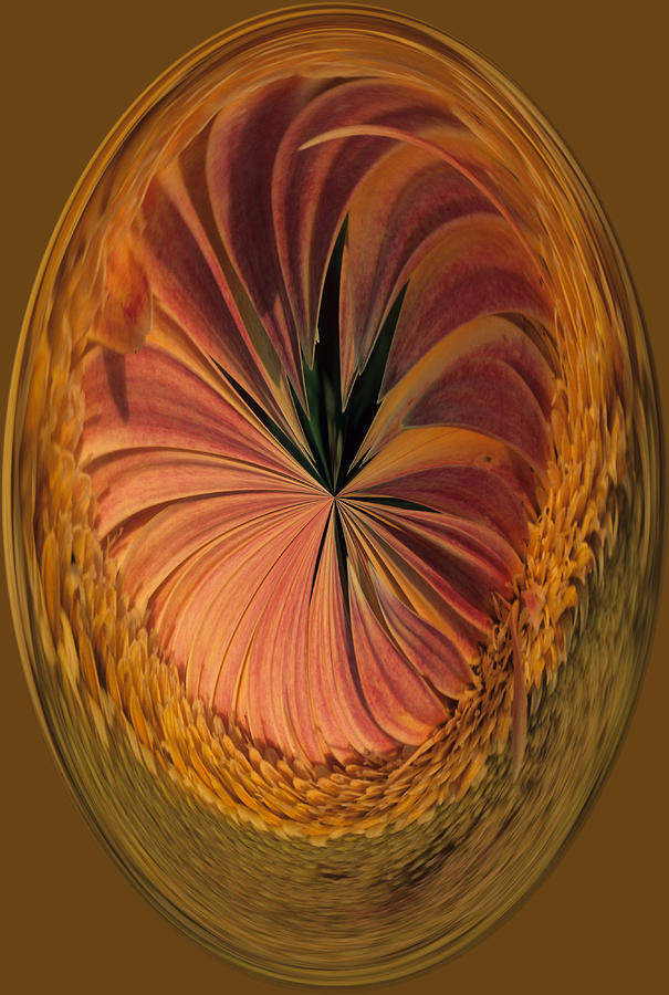 Gazania Umber Abstract  Photograph by Keith Gondron