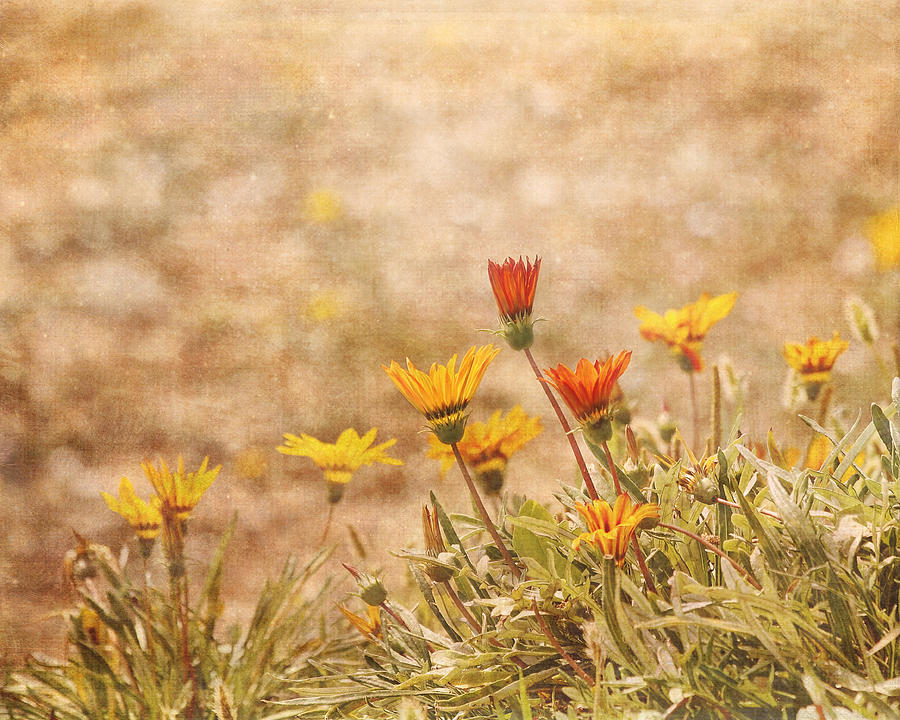 Flower Photograph - Gazanias in the Garden by Kim Hojnacki
