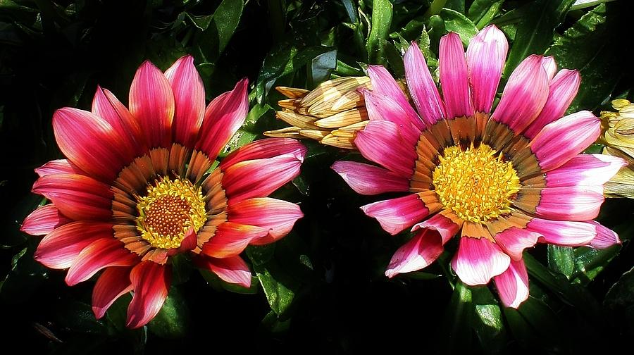 Gazanias of a Different Color Photograph by Bruce Bley