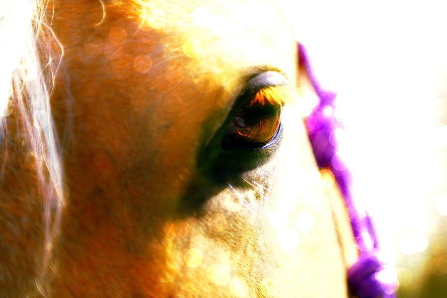 Horse Photograph - Gaze of a Horse by Esther Meadows