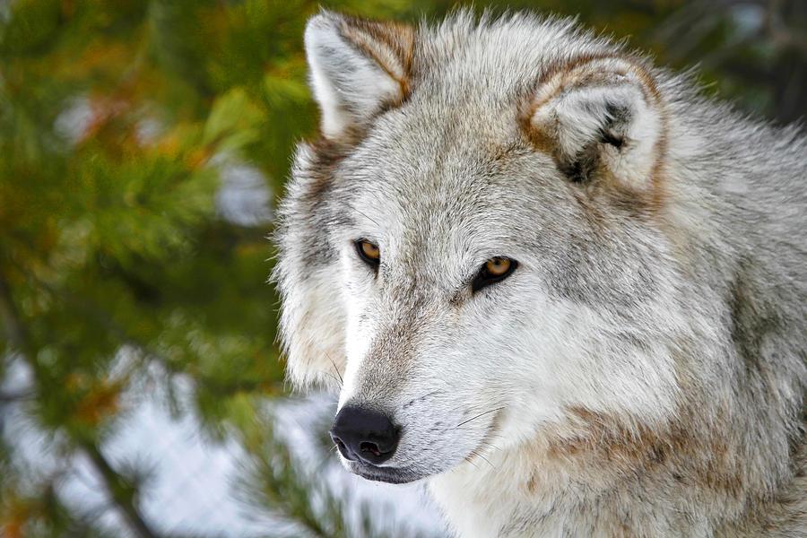 Gaze Of A Wolf Photograph by Athena Mckinzie - Fine Art America