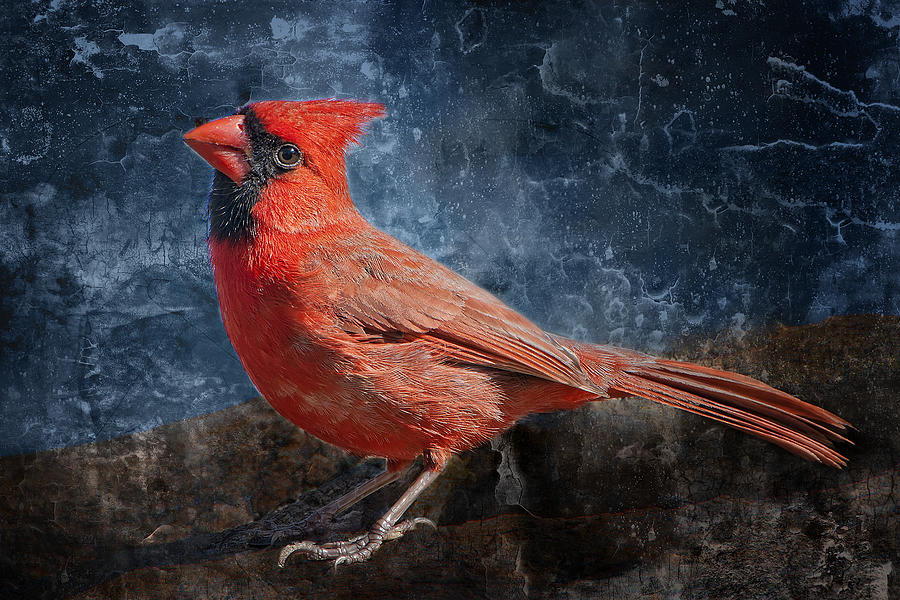Cardinal Photograph - Gaze of the Redbird by Bonnie Barry