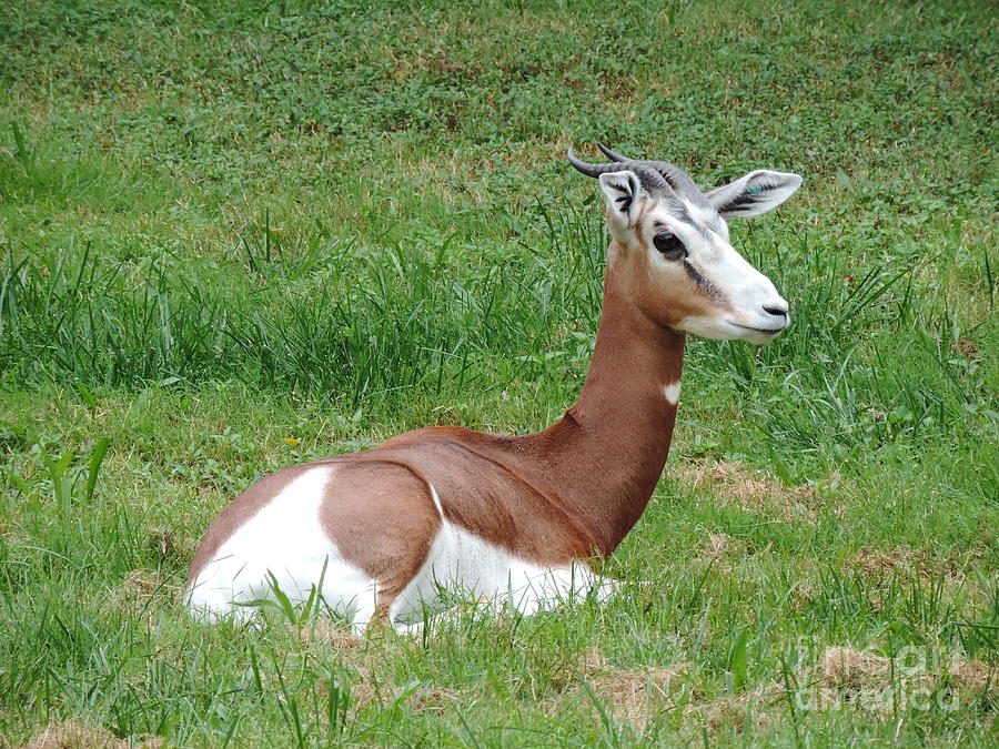 Philadelphia Photograph - Gazelle at Rest 1 by Heather Jane