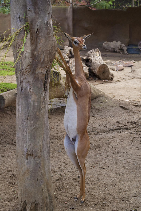 Gazelle at San Diego Zoo Photograph by Brad Emerick - Fine Art America