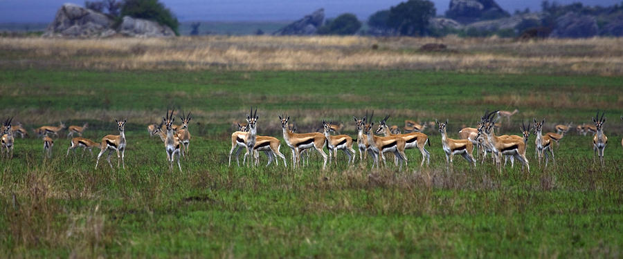 Gazelle Herd Photograph by Sally Weigand