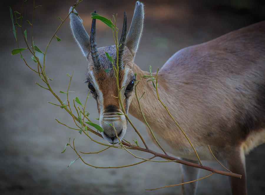 Gazelle Photograph by Matthew Onheiber