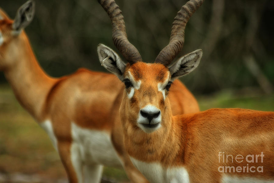 Gazelle Photograph by Doc Braham