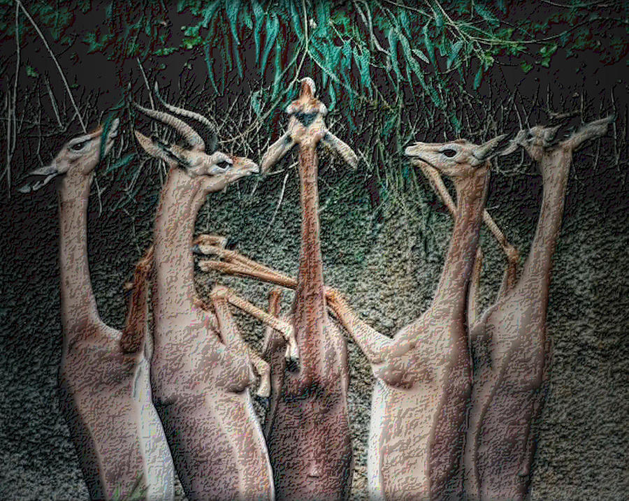 Gazelle Quintet Photograph by Nadalyn Larsen
