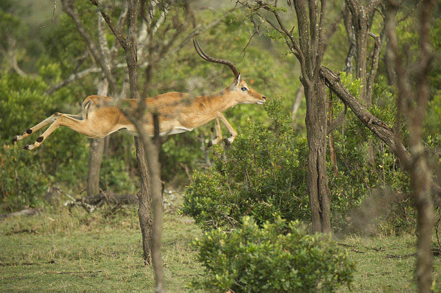 Gazelle Photograph by Wade Aiken
