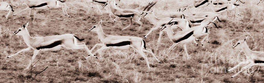 Gazelles Running Photograph by Chris Scroggins