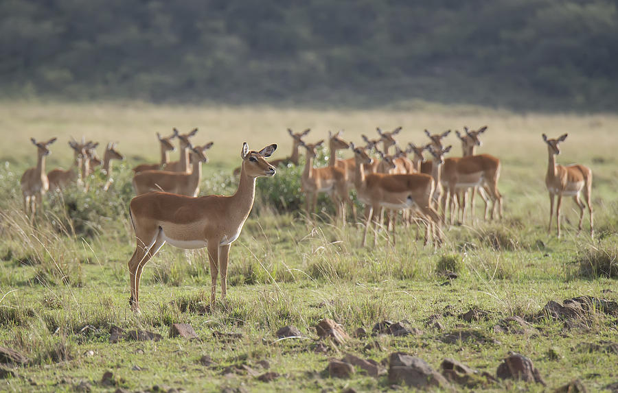 Gazelles Photograph by Wade Aiken