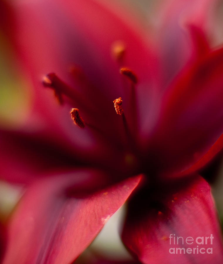 Gazer Lily Red Angles Photograph