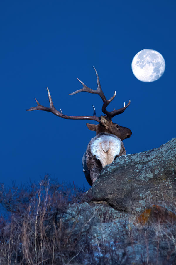 Rocky Mountain National Park Photograph - Gazing At The Moon by Shane Bechler
