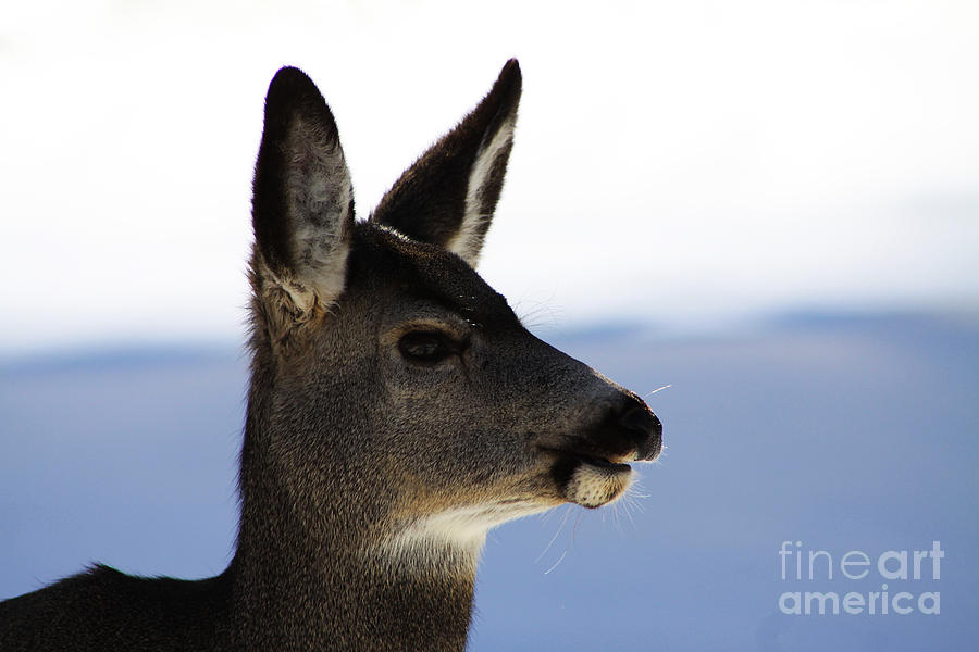 Gazing Deer Photograph by Alyce Taylor