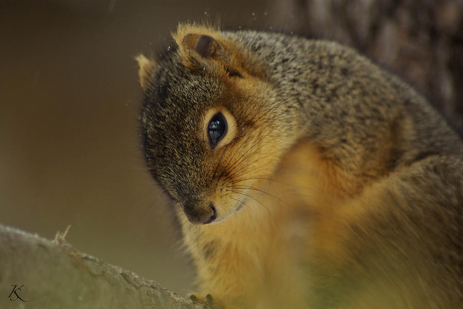 Gazing Squirrel Photograph by Kelly Smith