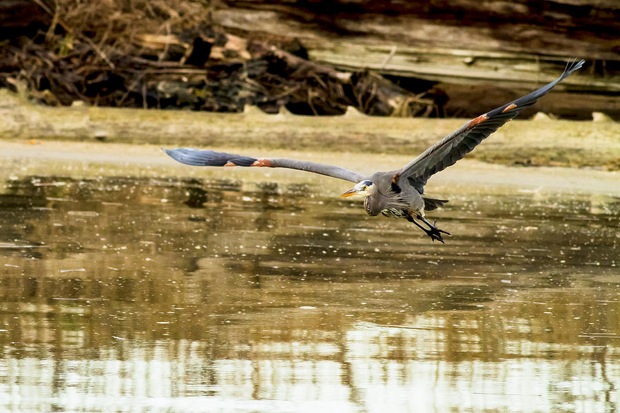 Heron Photograph - GBH at Fir Island by Daryl Hanauer