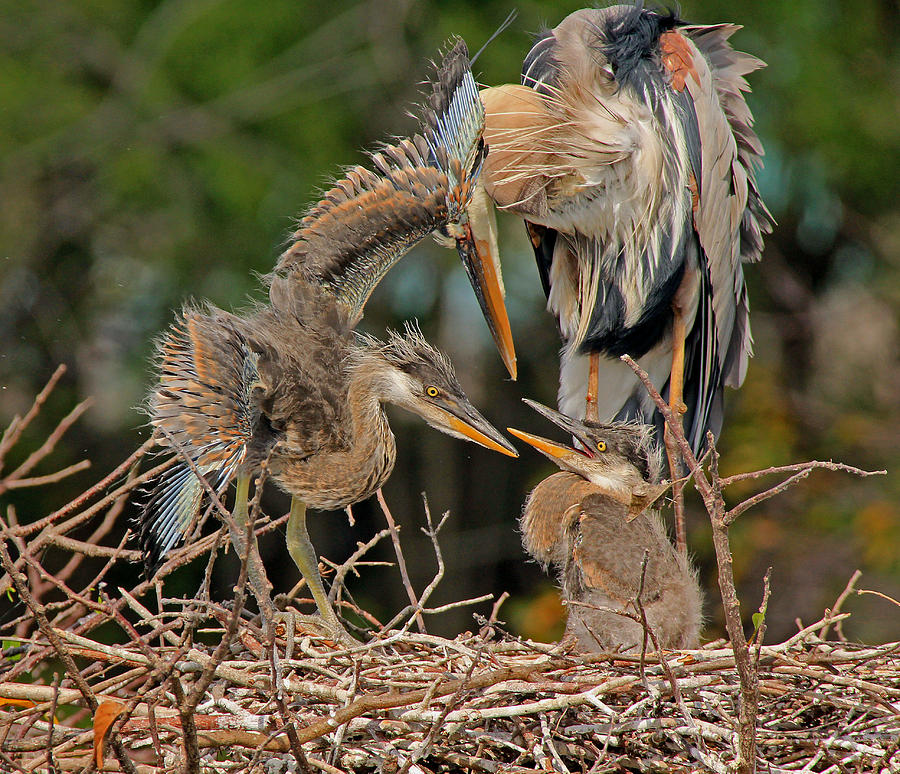 GBH chicks Wingstretch Photograph by Larry Nieland