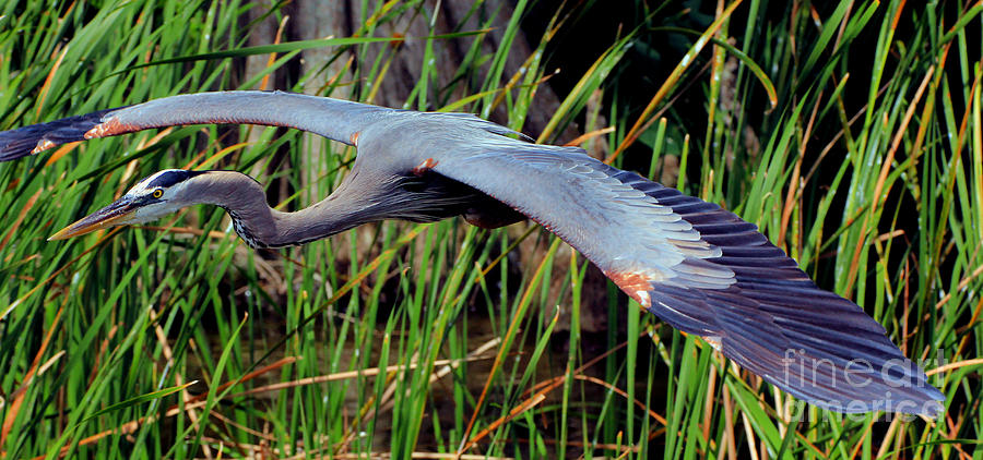 Great Blue Heron Flight Pano Photograph by Larry Nieland