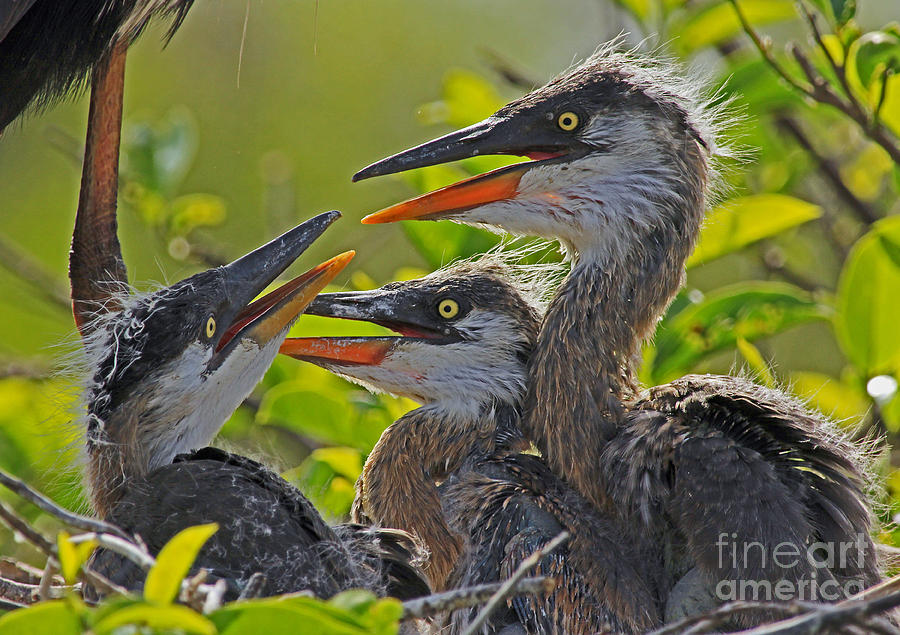 Great Blue Heron Triplets Photograph by Larry Nieland
