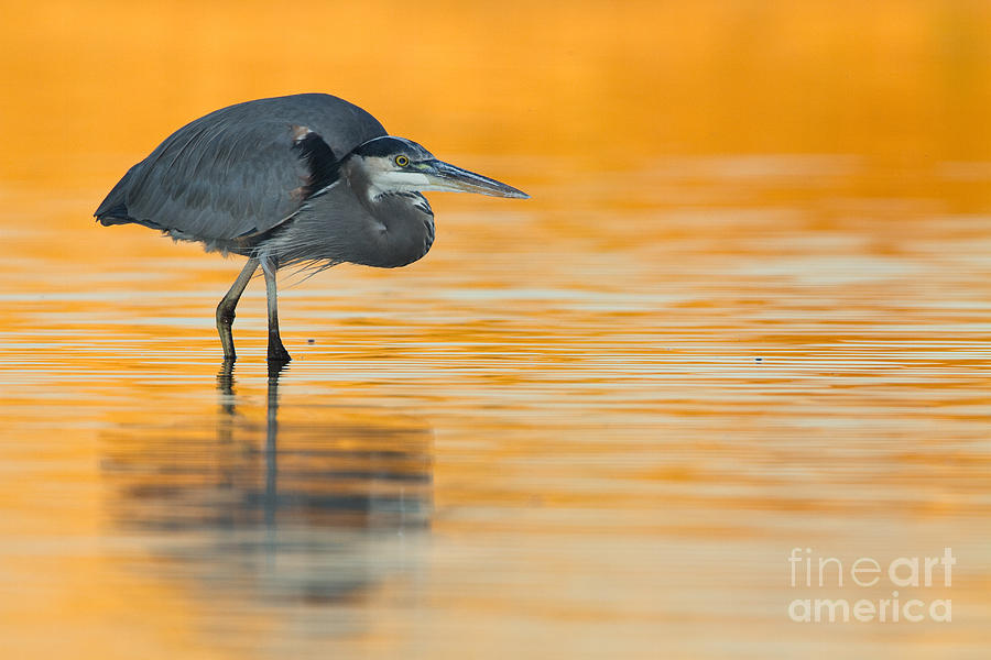 Great Blue Heron  in orange water Photograph by Bryan Keil