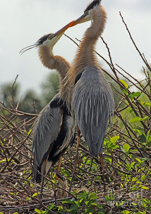 Great Blue Heron Kiss with chick Photograph by Larry Nieland