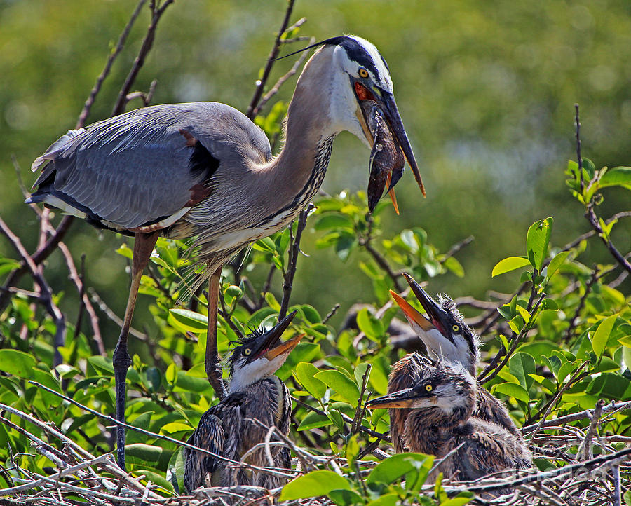Great Blue Heron Lunch Alfresco Photograph by Larry Nieland