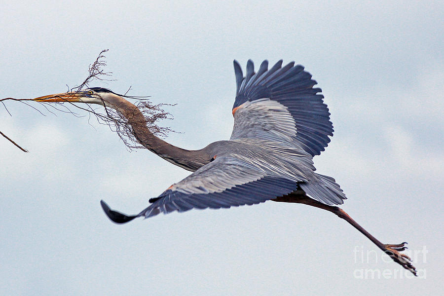 Great Blue Heron Nestbuilder Photograph by Larry Nieland