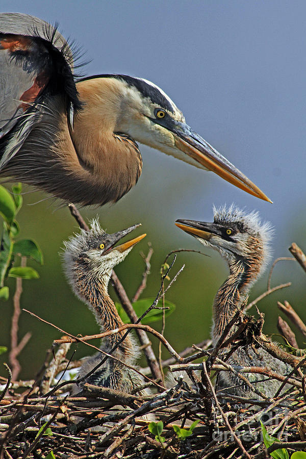 Great Blue Heron Twins Photograph by Larry Nieland