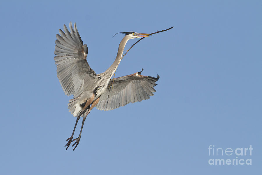 Gbh With Nesting Material Photograph