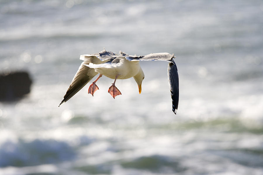 Seagull Photograph - Gear Down by Alexey Stiop