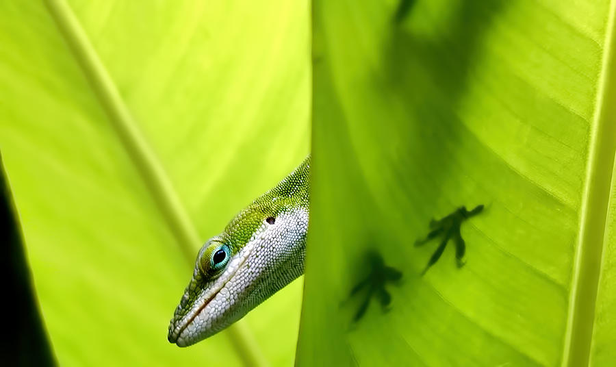 Gecko 1 Photograph by Dawn Eshelman